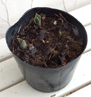 フリチラリア：ウバーバルビス 3号ポット