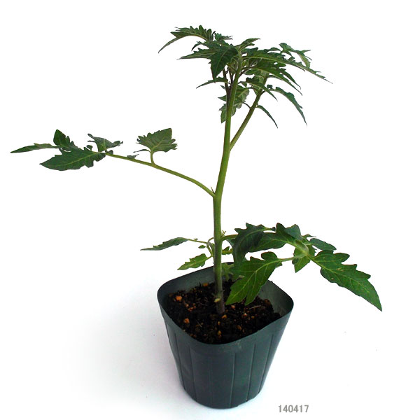 ×生食用イタリアントマト（無農薬）：イタリアンアイスレモン3.5号ポット