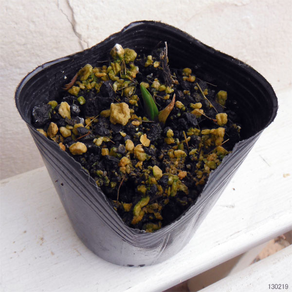 フリチラリア：メレアグリス 3号ポット