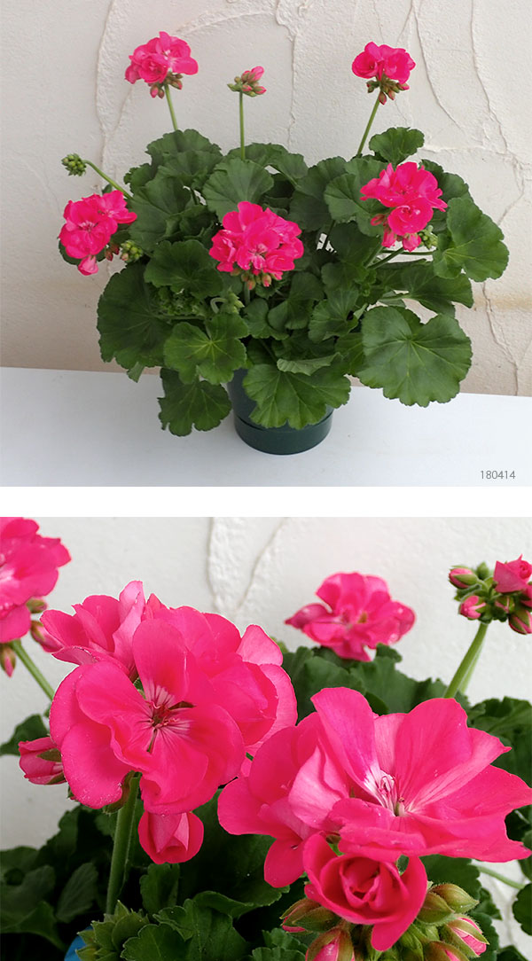 ゼラニウム：クオリティ　ショッキングピンク5号鉢植え