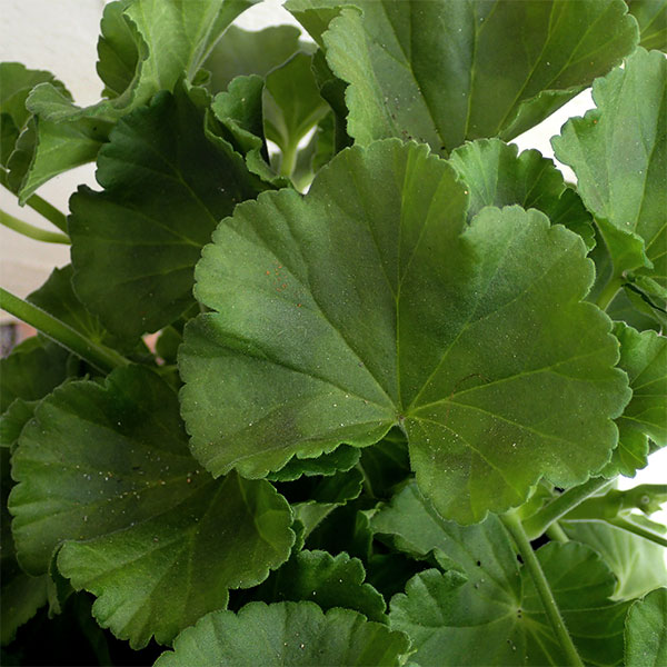 ゼラニウム：クオリティ　ショッキングピンク5号鉢植え