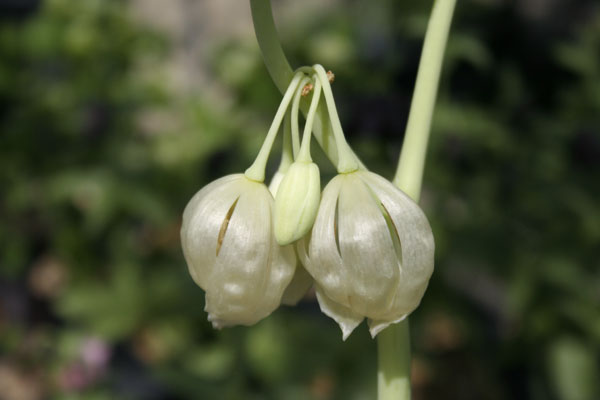 ハッカクレン：白花 3-4号ポット