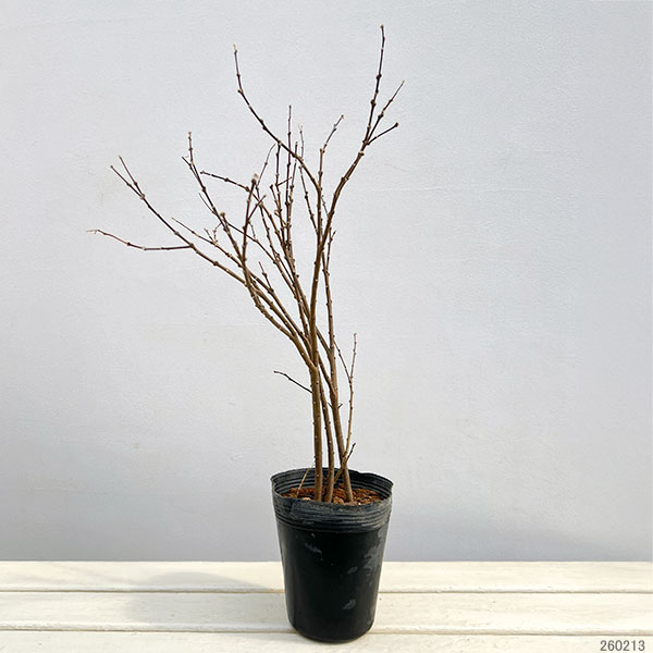 丁子桜(チョウジザクラ)5号ポット