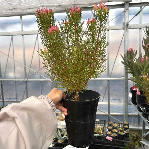 セルリア(ジョーイセルリア):カルメン 5号ポット