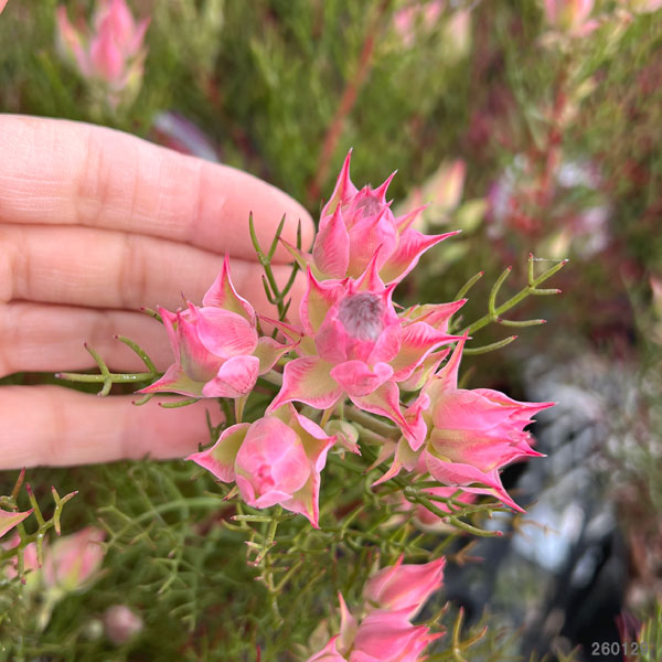 セルリア(ジョーイセルリア):カルメン 5号ポット