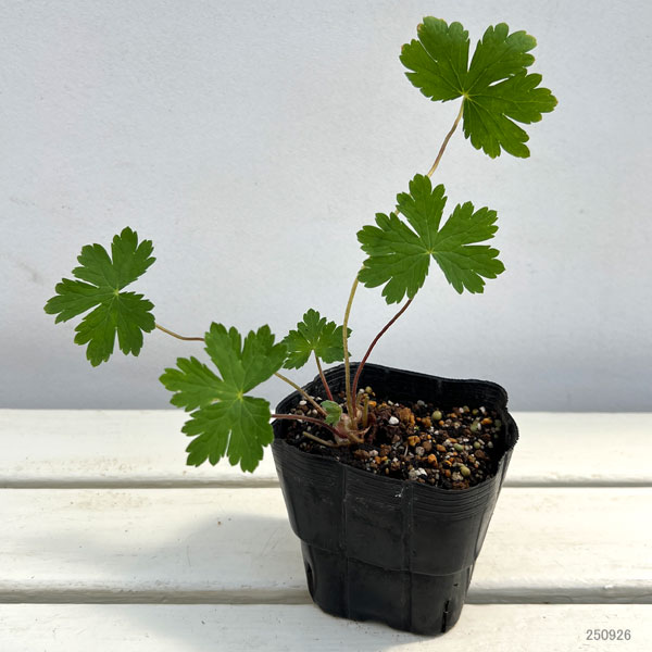 ゲラニウム：ファエウム　レイブン3.5号ポット