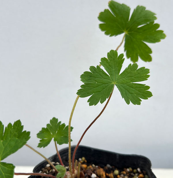 ゲラニウム：ファエウム　レイブン3.5号ポット