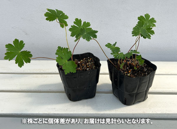 ゲラニウム：ファエウム　レイブン3.5号ポット