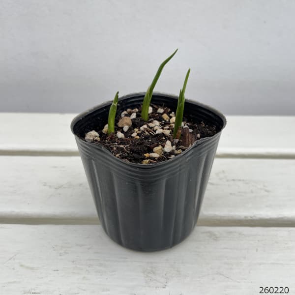 アリウム：グレイスフル3球植え3号ポット