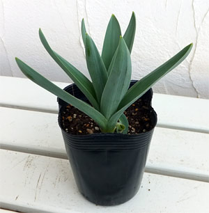 [26年2月中下旬予約]アリウム ：クリストフィー4.5号ポット