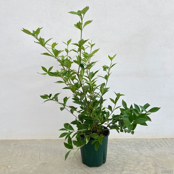 クチナシ:四季咲き八重咲クチナシ6号ポット