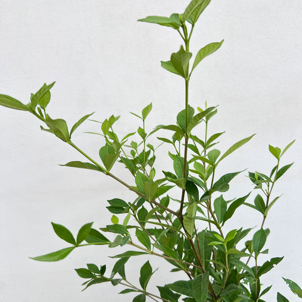 クチナシ:四季咲き八重咲クチナシ6号ポット