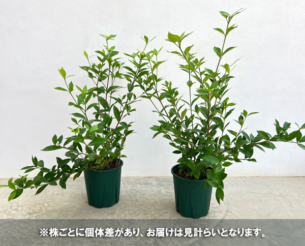 クチナシ:四季咲き八重咲クチナシ6号ポット