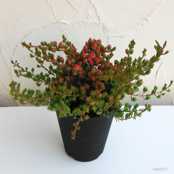 [25年11月中下旬予約]ダーウィニア：タクシフォリア5号ポット