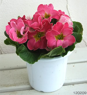 プリムラ：ポリアンサ　チェリーチェリー2　4号鉢