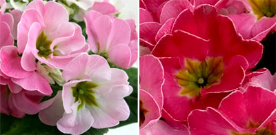 プリムラ：ポリアンサ　チェリーチェリー2　4号鉢