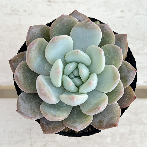 エケベリア：ラウリンゼ2.5号ポット