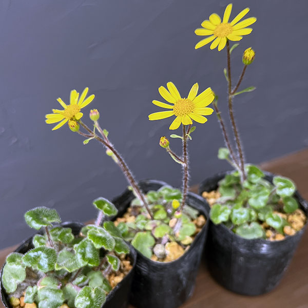 ツワブキ:ヒメツワブキ2.5号ポット