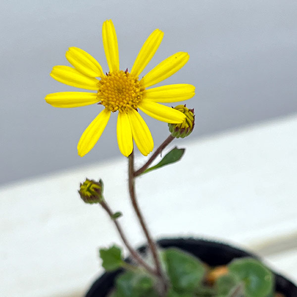 ツワブキ:ヒメツワブキ2.5号ポット