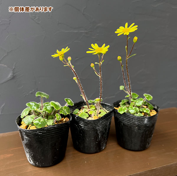 ツワブキ:ヒメツワブキ2.5号ポット