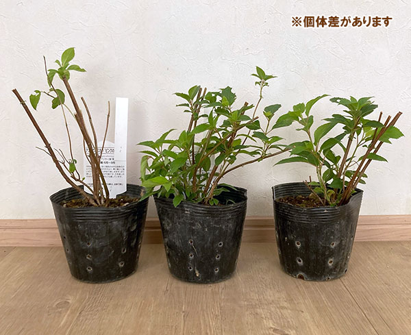 アジサイ(アメリカ):ピンクのアナベル 5号ポット