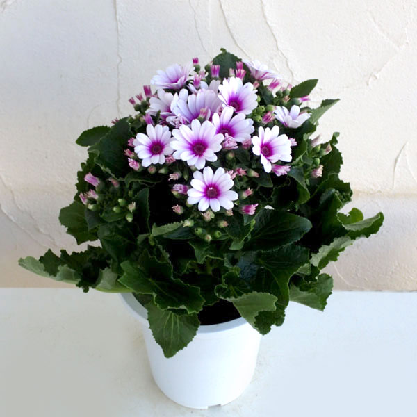 サイネリア：ティアクイーン ローズ（ピンク）5号鉢植え