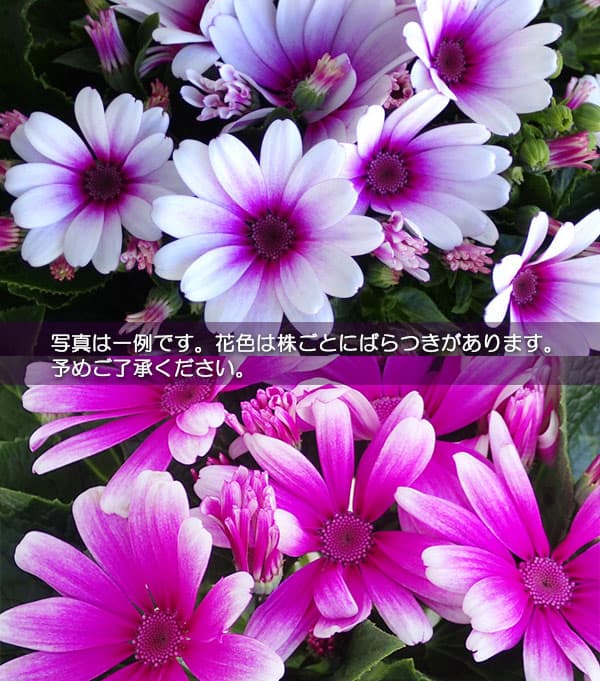 サイネリア：ティアクイーン ローズ（ピンク）5号鉢植え