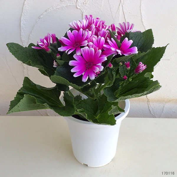 サイネリア：ティアクイーン ローズ（ピンク）5号鉢植え