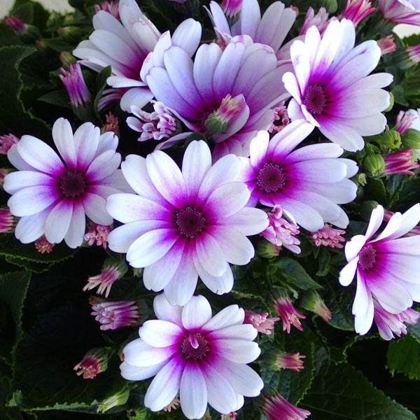 サイネリア：ティアクイーン ローズ（ピンク）5号鉢植え