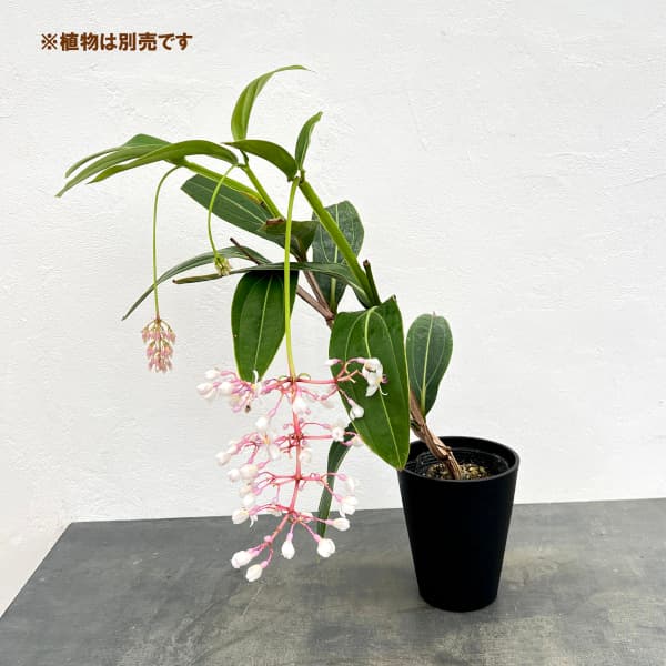 セラアート長鉢5号(黒)
