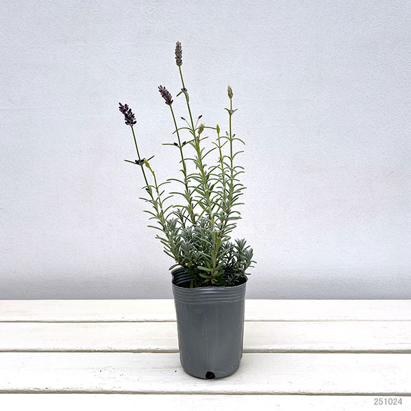 ラベンダー:アロマティコブルー3号ロングポット