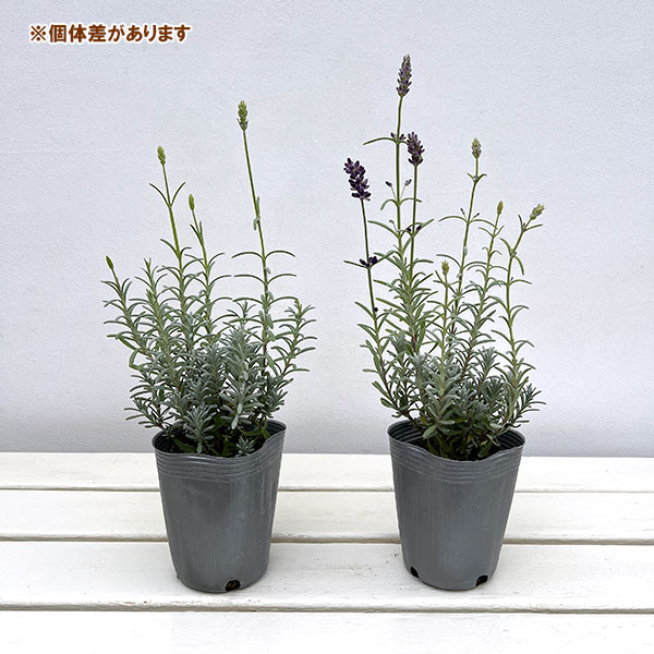 ラベンダー:アロマティコブルー3号ロングポット