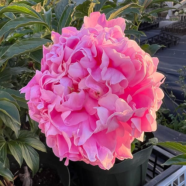 シャクヤク（芍薬）：ムッシュージュールエリー7号ポット