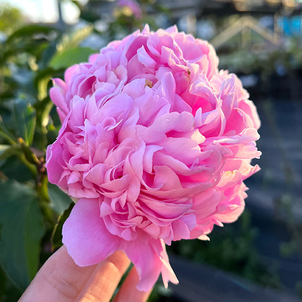 シャクヤク（芍薬）：ムッシュージュールエリー7号ポット