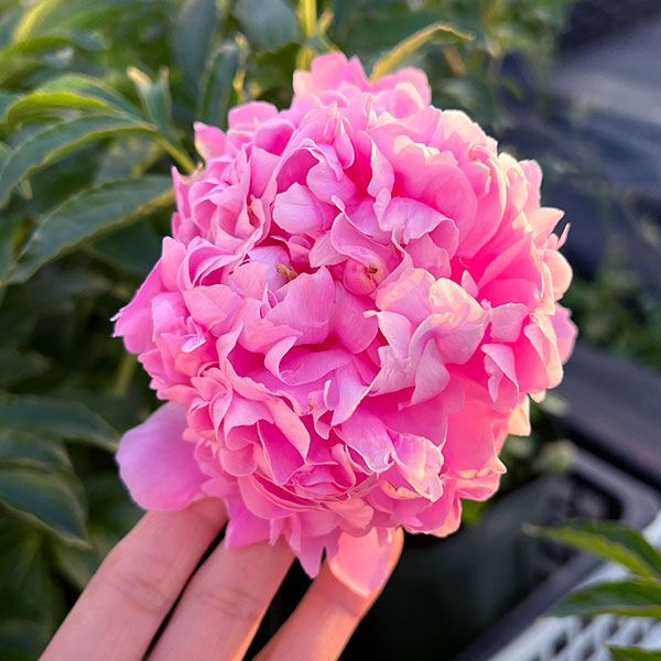 シャクヤク（芍薬）：ムッシュージュールエリー7号ポット