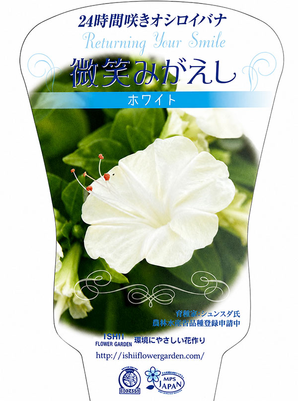 園芸ネット本店｜2段咲きオシロイバナ：微笑みがえしホワイト3.5号