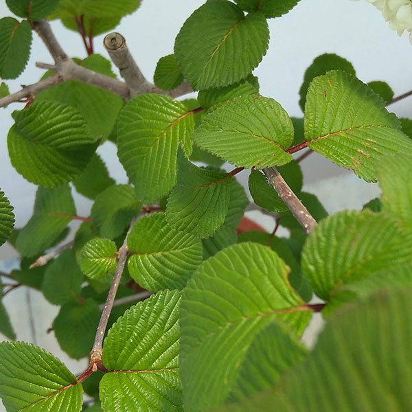 オオデマリ（大手毬）6号ポット