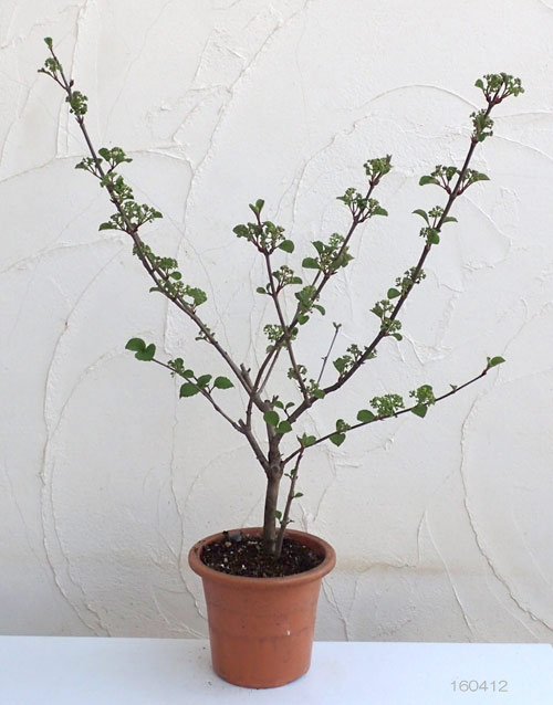 オオデマリ（大手毬）6号ポット