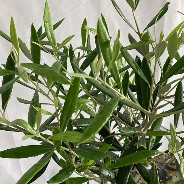 オリーブ:エルグレコ5~6号ポット