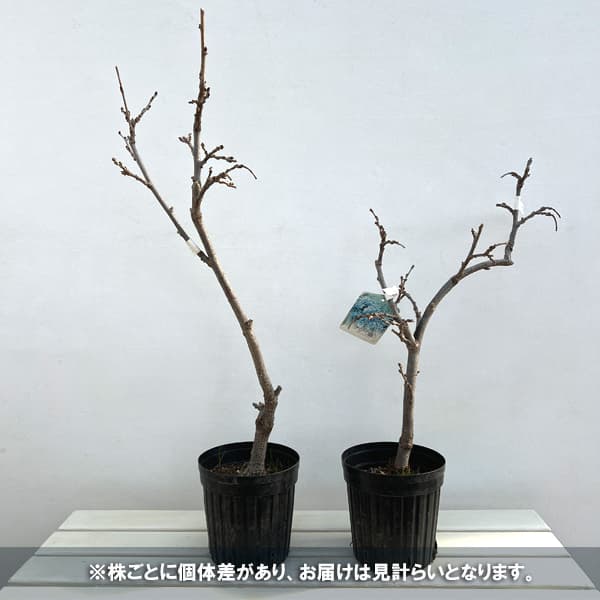 園芸ネット本店｜フジ（藤）：イッサイフジ（一歳藤・一才藤）4.5～5号