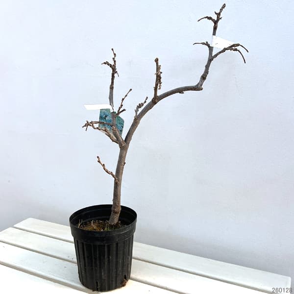 園芸ネット本店｜フジ（藤）：イッサイフジ（一歳藤・一才藤）4.5～5号