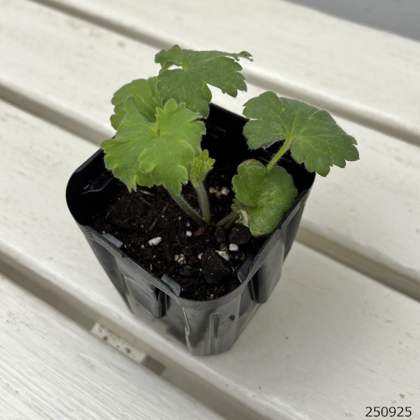 デルフィニウム：マジックフォンテンラベンダー3号ポット 2株セット