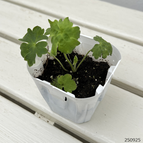 デルフィニウム：マジックフォンテンホワイト3号ポット* 2株セット