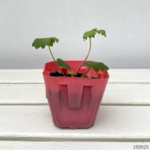 デルフィニウム：マジックフォンテンアップルブロッサム3号ポット 6株セット