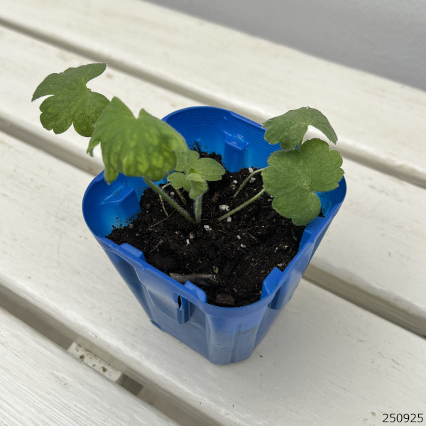 デルフィニウム：マジックフォンテンスカイブルー3号ポット 2株セット