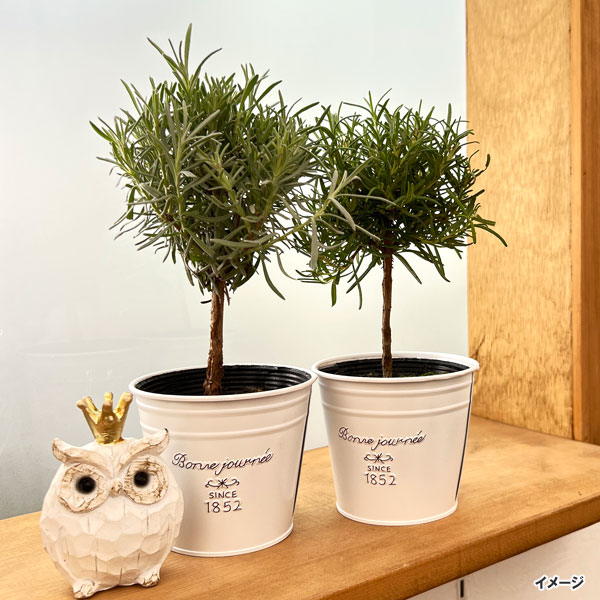 フレンチブリキポット ラウンドS 3140-D 直径11cm