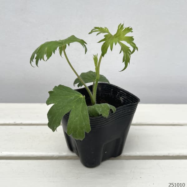 デルフィニウム:ブラックナイト3.5号ポット*