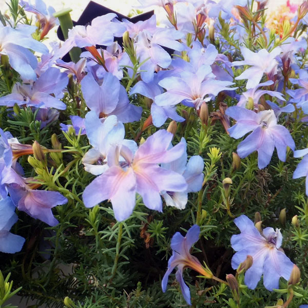 初恋草（ハツコイソウ）：ムーンバリモア3号ポット