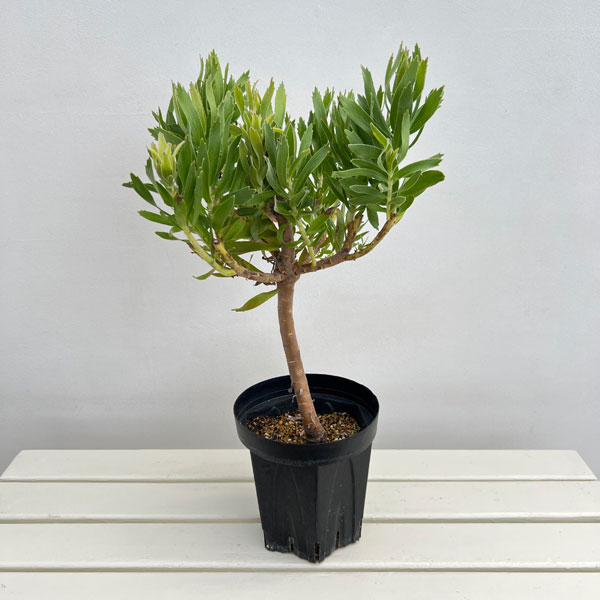 現品販売です。人気のオージープランツ・リューコスペルマム・カーニバルコース Amazon｜オージープランツ 観葉植物 鉢花：リューコスペルマム