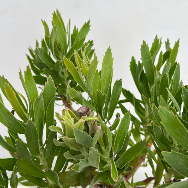 リューコスペルマム(ピンクッション):カーニバルイエロー6号ポット